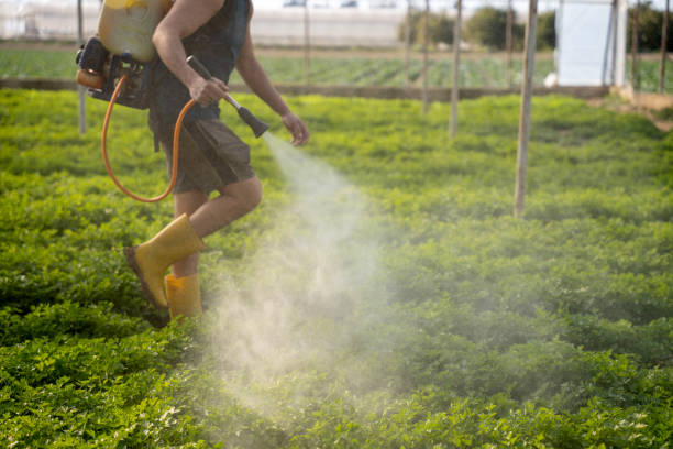 Best Emergency Pest Control  in Oasis, CA