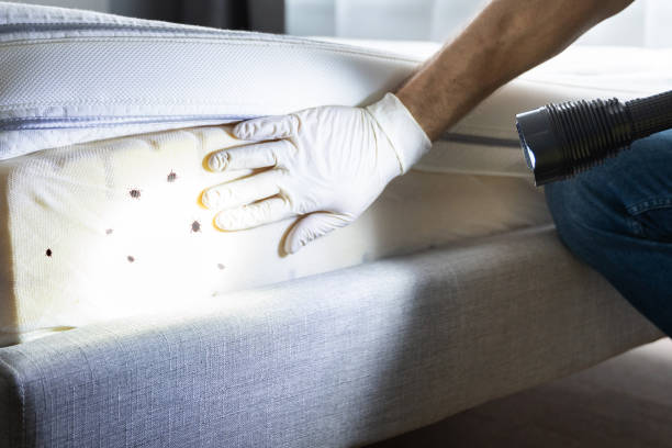 Best Best Pest Control Companies  in Oasis, CA