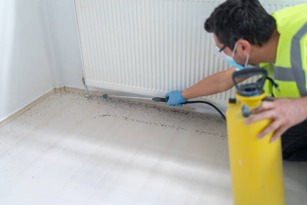 Flea Control Services in Oasis, CA