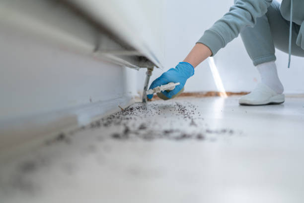 Best Mosquito Control Services  in Oasis, CA